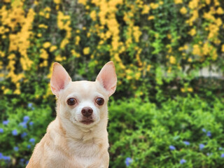  brown short hair  Chihuahua dog sitting on green grass in the garden with yellow  flowers blackground, smiling and looking at camera.