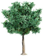 Fototapeta na wymiar Big green tree isolated, 3d rendering