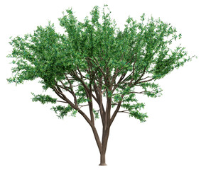 Obraz premium Big green tree isolated, 3d rendering