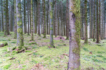 Sankt Blasien im Schwarzwald