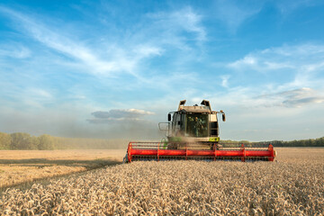 The combine harvester harvests ripe wheat. Ripe ears of the golden field against the blue sky. The...