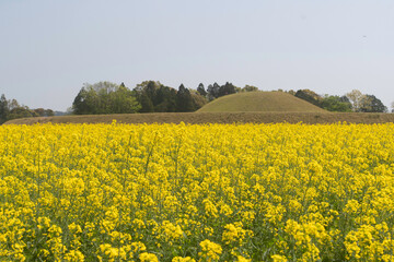 Obraz premium Rape field in Saitobaru Tomb Park