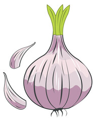 Onion vegetable garlic on white background is insulated