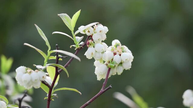 Tokyo, Japan - April 9, 2023: Closeup of blueberry buds and flowers 
