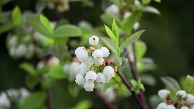 Tokyo, Japan - April 9, 2023: Closeup of blueberry buds and flowers 
