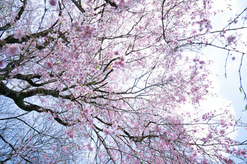 見上げる枝垂れ桜