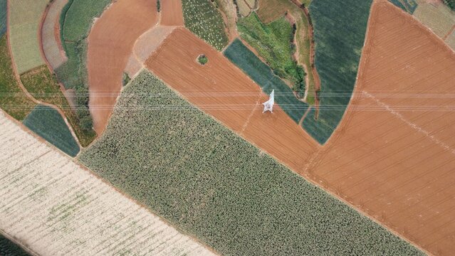 Aerial photography of pineapple fields