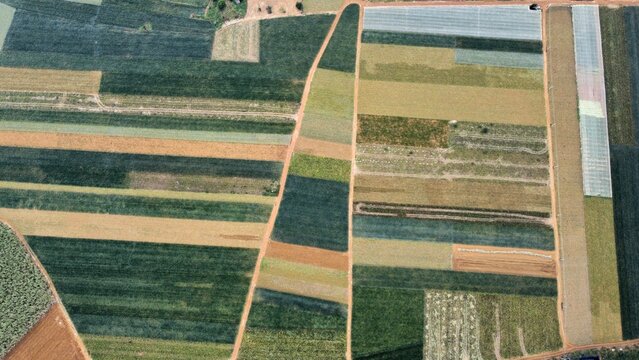 Aerial photography of pineapple fields