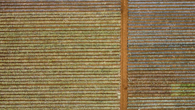 Aerial photography of pineapple fields