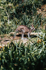 Kangaroo