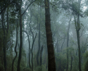 Temperate mediterranean forest