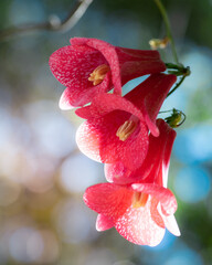 Chilean bellflower © Mauricio