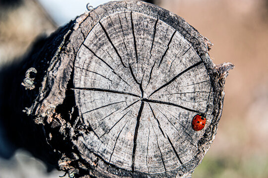 A small ladybug sits on a severed branch on a tree in summer