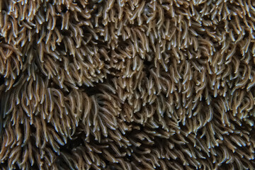 soft coral underwater background reef ocean