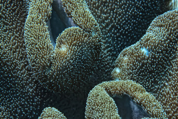 Naklejka na ściany i meble soft coral underwater background reef ocean