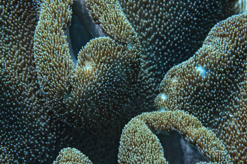 soft coral underwater background reef ocean