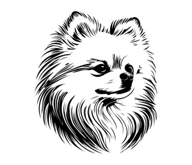 Pomeranian Face, Silhouettes Dog Face SVG, black and white Pomeranian vector