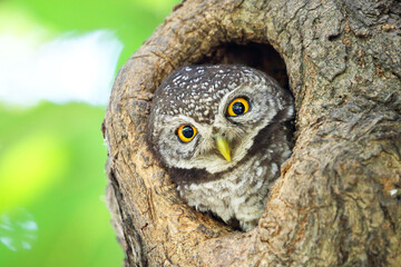 Little spotted owlet in the hollow of a tree. Cute of animal