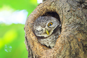 Little spotted owlet in the hollow of a tree. Cute of animal
