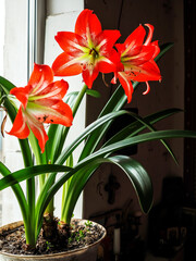 big red delicate beautiful amaryllis flower, macro