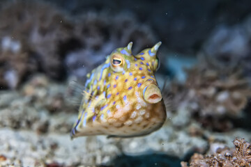 fish cow underwater photo horned coral tropical animal macro