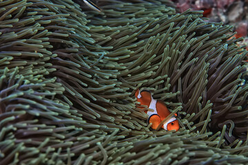 clown fish on an anemone underwater reef in the tropical ocean