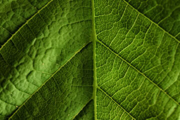 texture green leaf macro abstract background nature