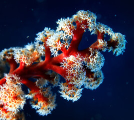 coral underwater flowers seascape abstract texture