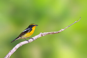 Fototapeta premium Beautiful narcissus flycatcher bird perched on a branch in tropical forest.