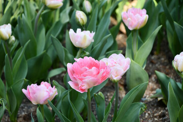 ピンクのチューリップ「アンジェリケ」