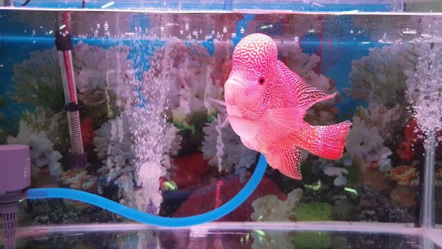 Beautiful louhan exotic pet fish in aquarium, flowerhorn chiclid fish