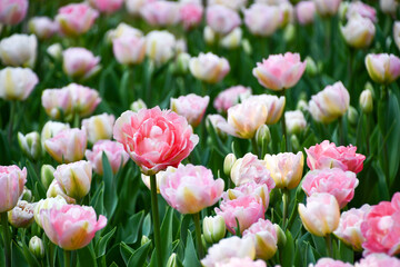 ピンクのチューリップ「アンジェリケ」の花畑