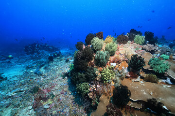 corals climate warming underwater background ocean problem