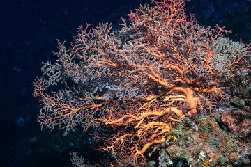 Fototapeta na wymiar coral texture underwater background reef abstract sea
