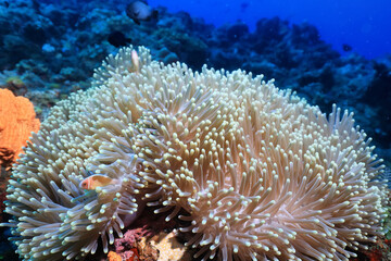 Fototapeta na wymiar anemone actinia texture underwater reef sea coral