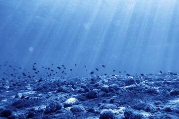 seascape panorama underwater flock of fish in the water