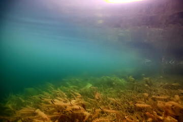 Fototapeta na wymiar clear water lake underwater, wallpaper swamp, fresh water river