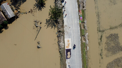 The paddy was kept for drying after the flood washed them away, in Nepal