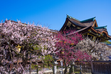 京都　北野天満宮の三光門と梅の花
