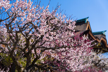 京都　北野天満宮の三光門と梅の花　