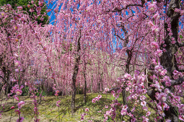 京都　城南宮の枝垂れ梅