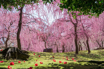 京都　城南宮の枝垂れ梅と落ち椿