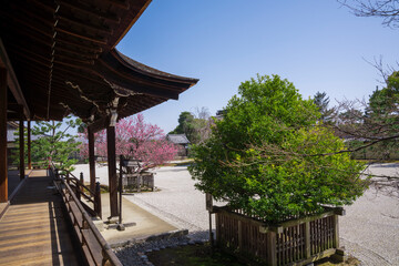 京都　大覚寺宸殿前の左近の梅と右近の橘　