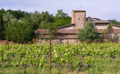 Fototapeta na wymiar farmhouse with vineyard in Tuscany region near Gambassi Terme, Firenze province, Tuscany region, central Italy