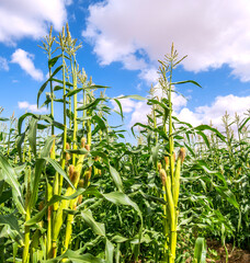 Field of ripening corn plants. On the top are the male flowers –tassels and in the middle part of the plant are silks of the female flowers on the ears  - 590704886