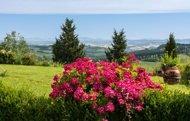 hydrangea macrophylla in bloom in the spring season with the Tuscan hills in the background - Gambassi Terme, Tuscany region, central Italy