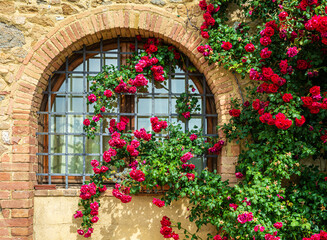 Fototapeta na wymiar Plant of climbing red roses on a wall of a typical Tuscan rural structure - charming corners - Gambassi Terme, Tuscany region in cenral Italy - Europe