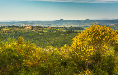 Tuscany landscape in spring  season with yellow gorse in full flower along the Via Francigena route from Gambassi Terme to San Gimignano, Tuscany region, Italy, Europe