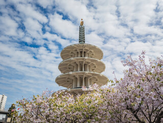 Sakura cherry blossom at Japantown Peace Plaza in San Francisco