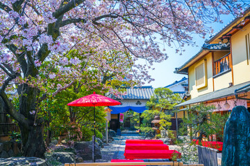 桜と野店傘 茶屋イメージ